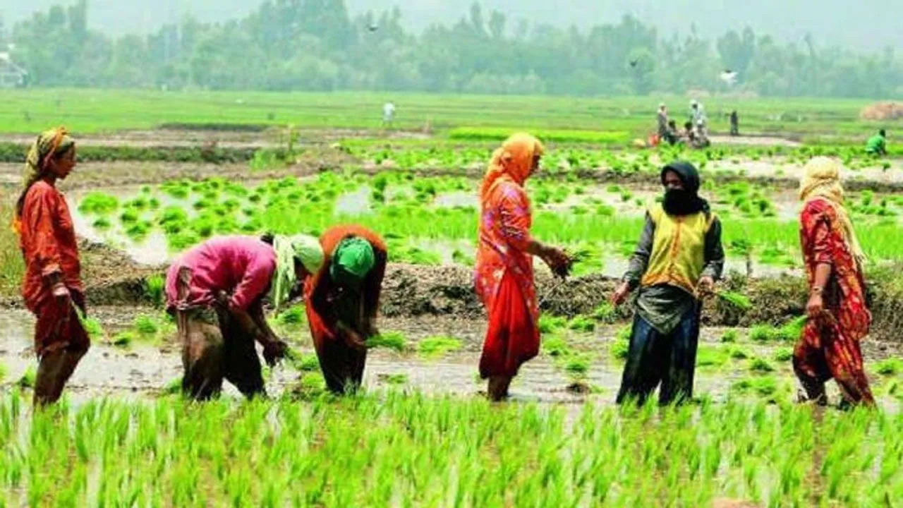 Modi Government Hikes Minimum Support Price For Rabi Crop From 50 To 109 Per Cent  