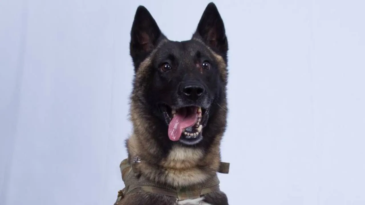 Hero Dog, Injured During Baghdadi Raid, Is Back To Duty: US General