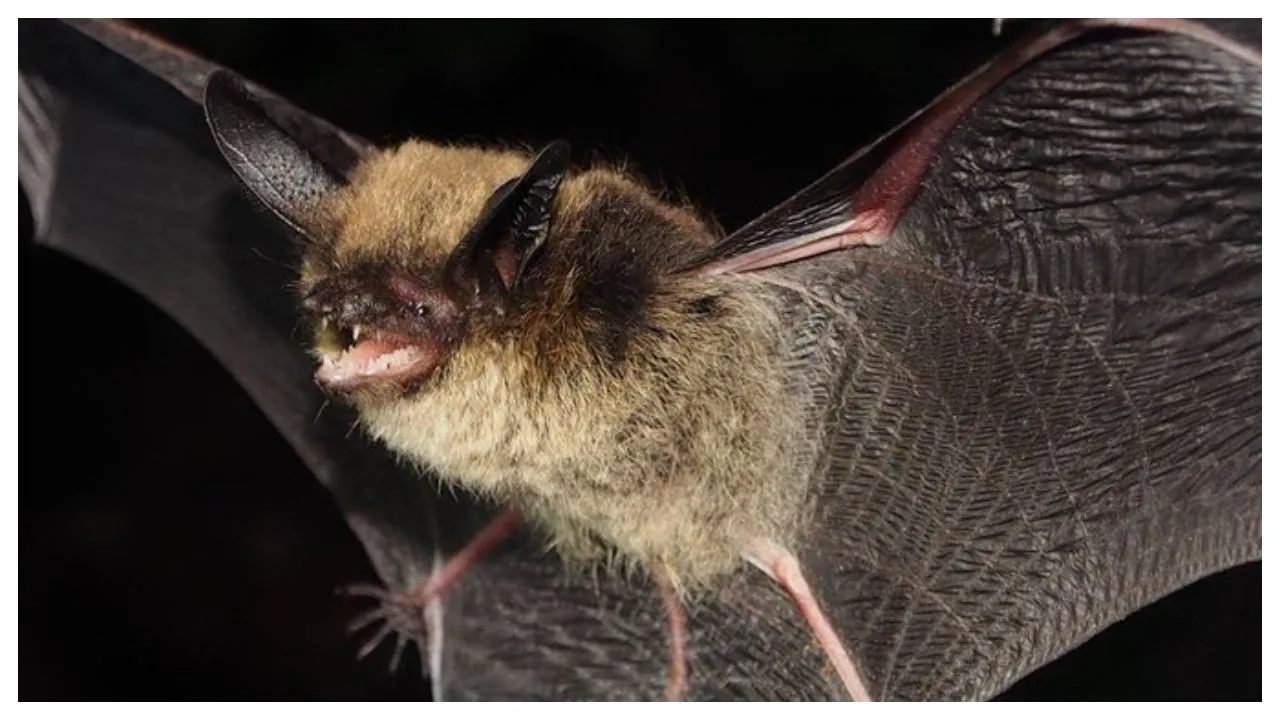 Bats In Nagaland May Carry Ebola Family Of Viruses: Study