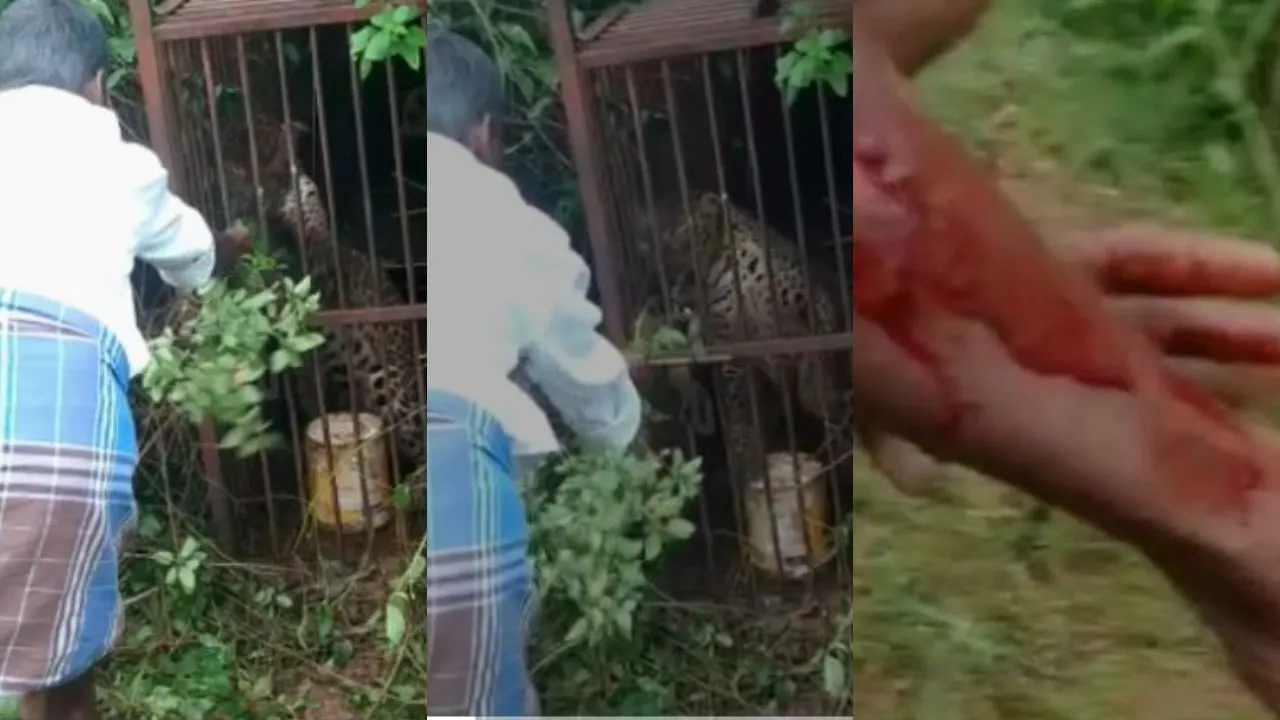 Watch: Man Tries to Feed Grass to Leopard, What Happens Next Will Stop Your Heart! 
