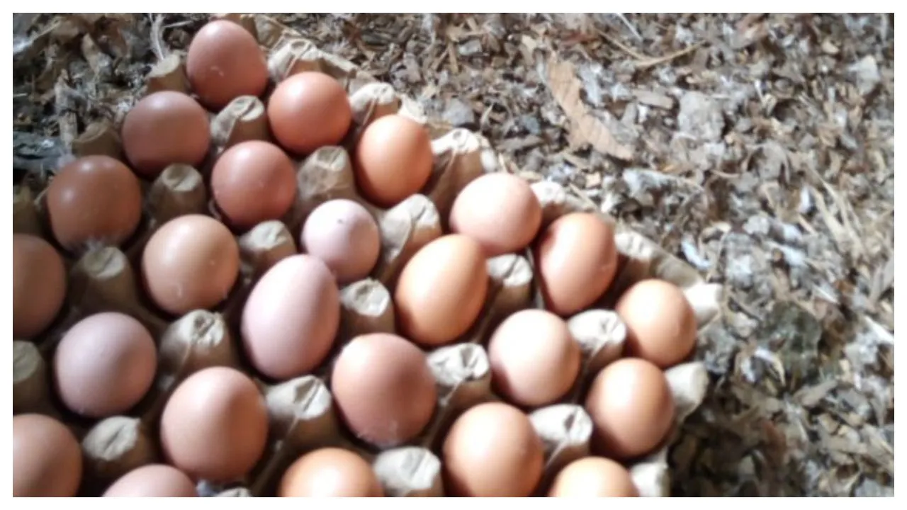 Wait, WHAT!!!!! In UPâ€™s Jaunpur, Man Dies After Eating 41 Eggs For Rs 2,000 Bet