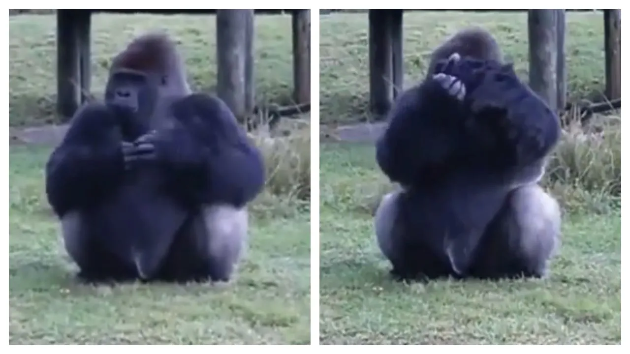 Rule Abiding Gorilla! Primate Tells Visitors To Stop Feeding Him Using Sign Language, WATCH 