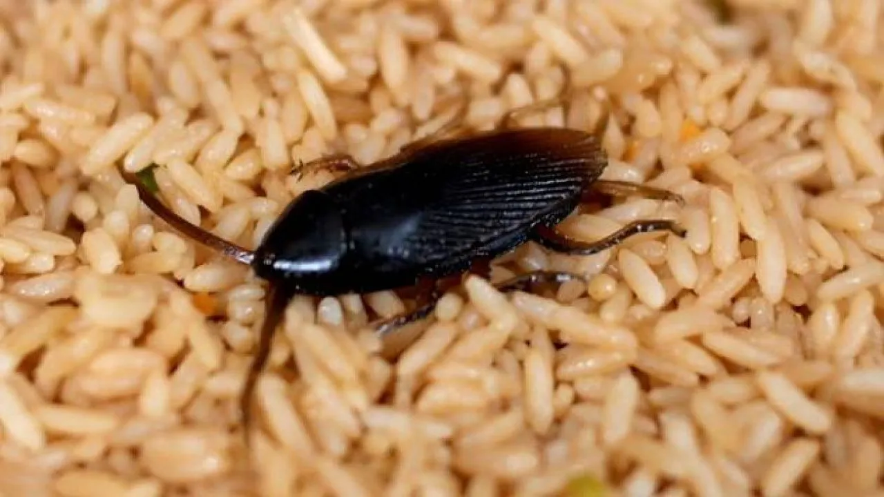 Gross! Chinese Man Complaining Of Sharp Pain In Ears Discovers Family Of Cockroaches Living Inside Canal