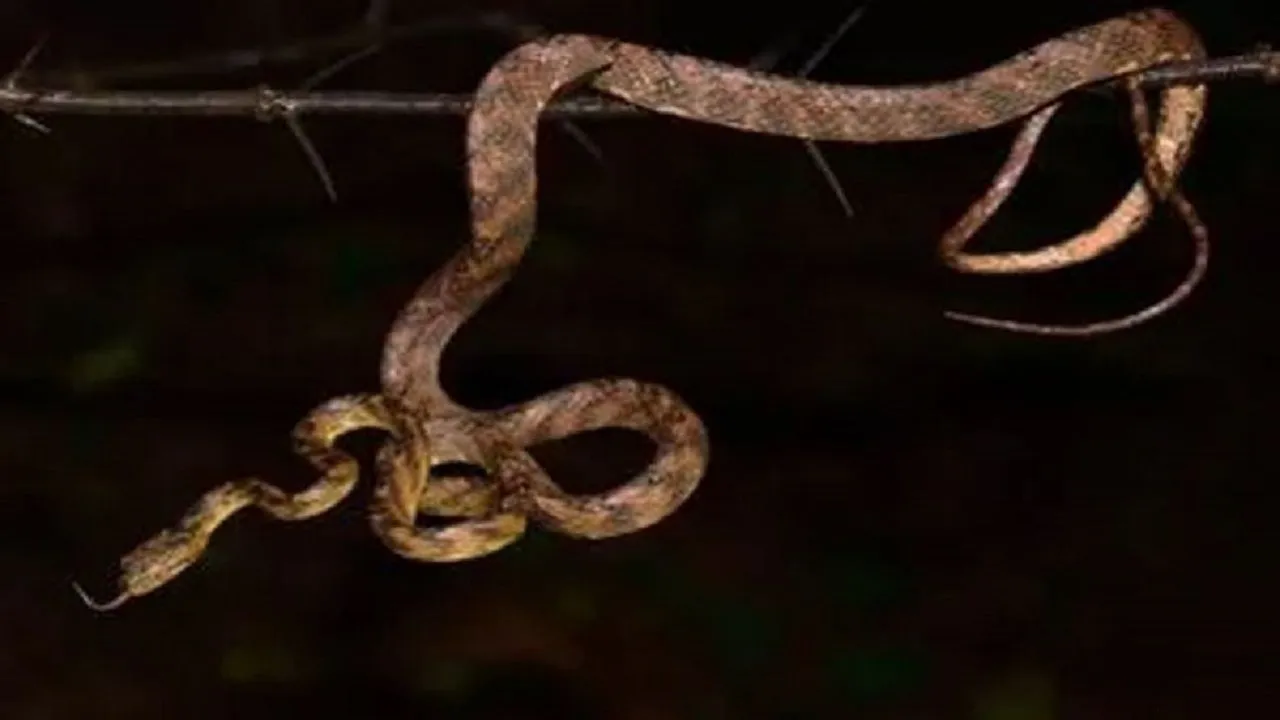 Chapter On Snakes To Be Introduced In West Bengal Secondary School Curriculum