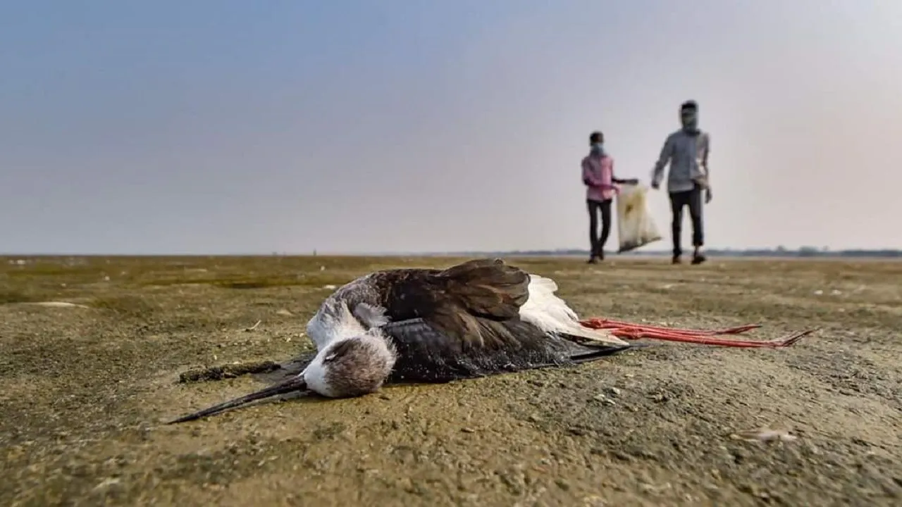 Over 10,000 Birds, Mostly Migratory, Found Dead Near Rajasthan's Sambhar Lake In A Week