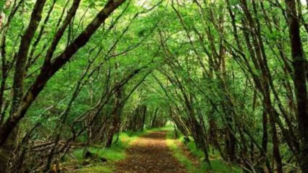 Want To Save Jungles? Pay Nations Not To Chop Down Trees