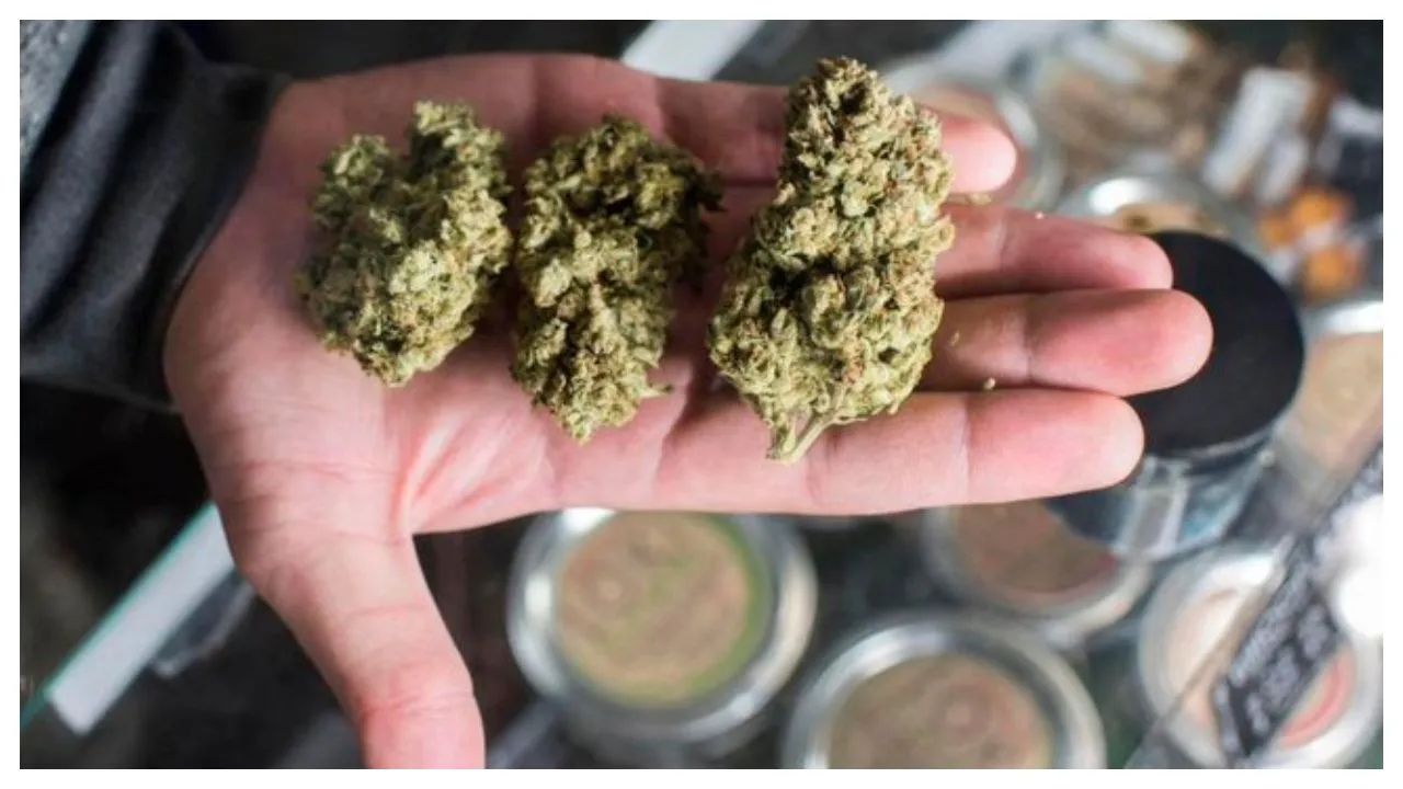A â€˜Highâ€™ Job! US Company Will Pay You Rs 2 Lakh A Month to Smoke Weed and Test Marijuana Products