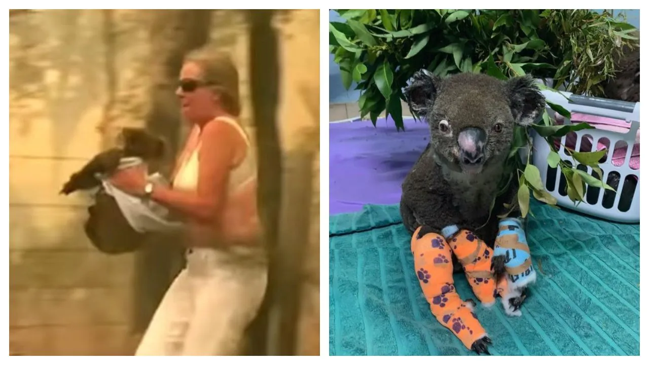 â€˜Lewisâ€™ The Koala Rescued From Australiaâ€™s Bushfire Has Sadly Passed Away