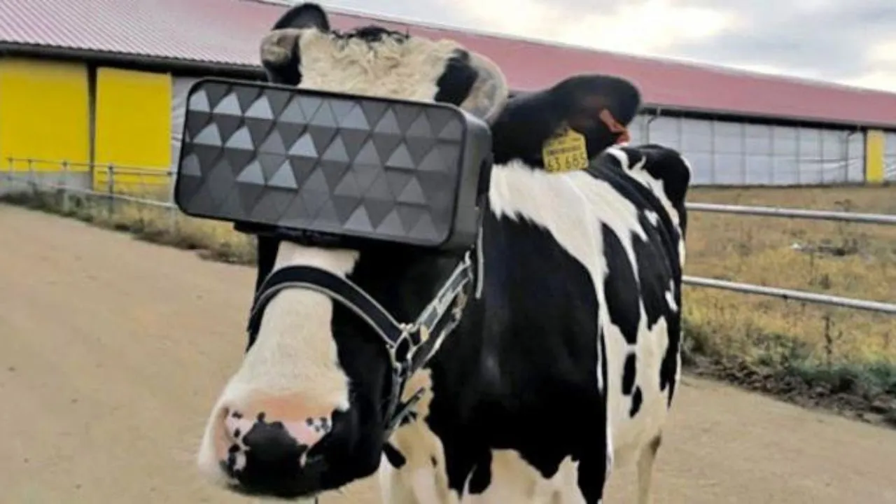 'Mooâ€™ving! Russian Vets Made Cows Wear Virtual reality Headset To Improve Milk Production