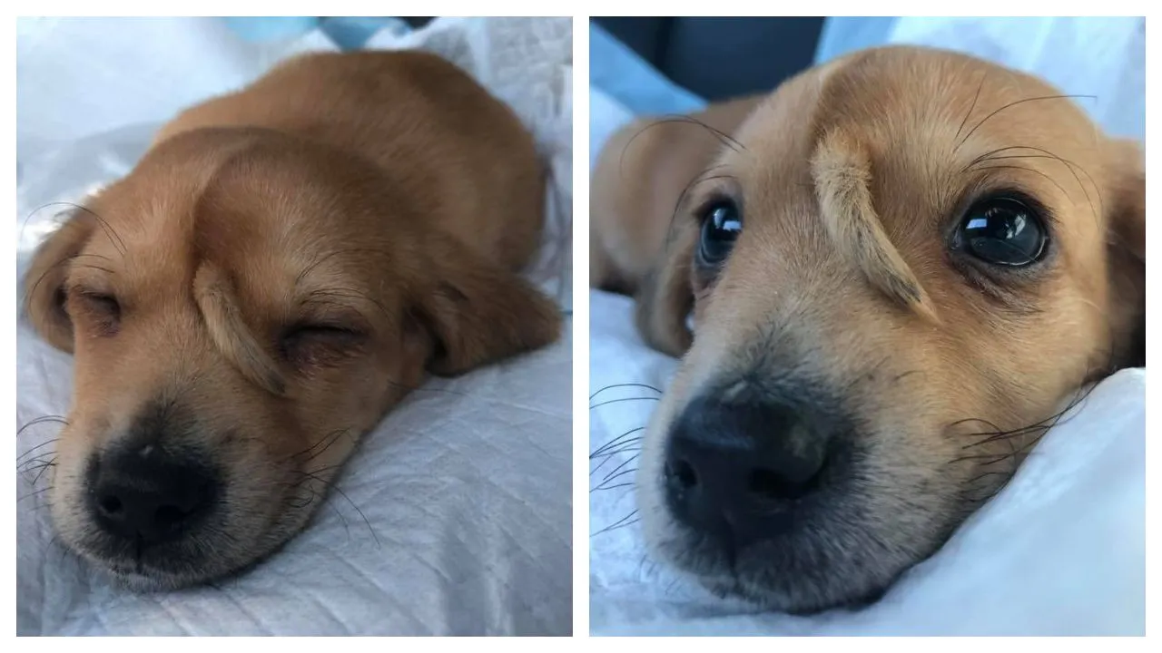 Narwhal, The â€˜Unicorn Puppyâ€™ Finds His Forever Home With His Rescuers