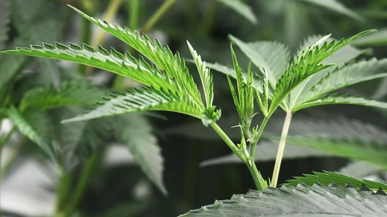 Man Arrested For Growing Cannabis At Home In Mumbai's Chembur 