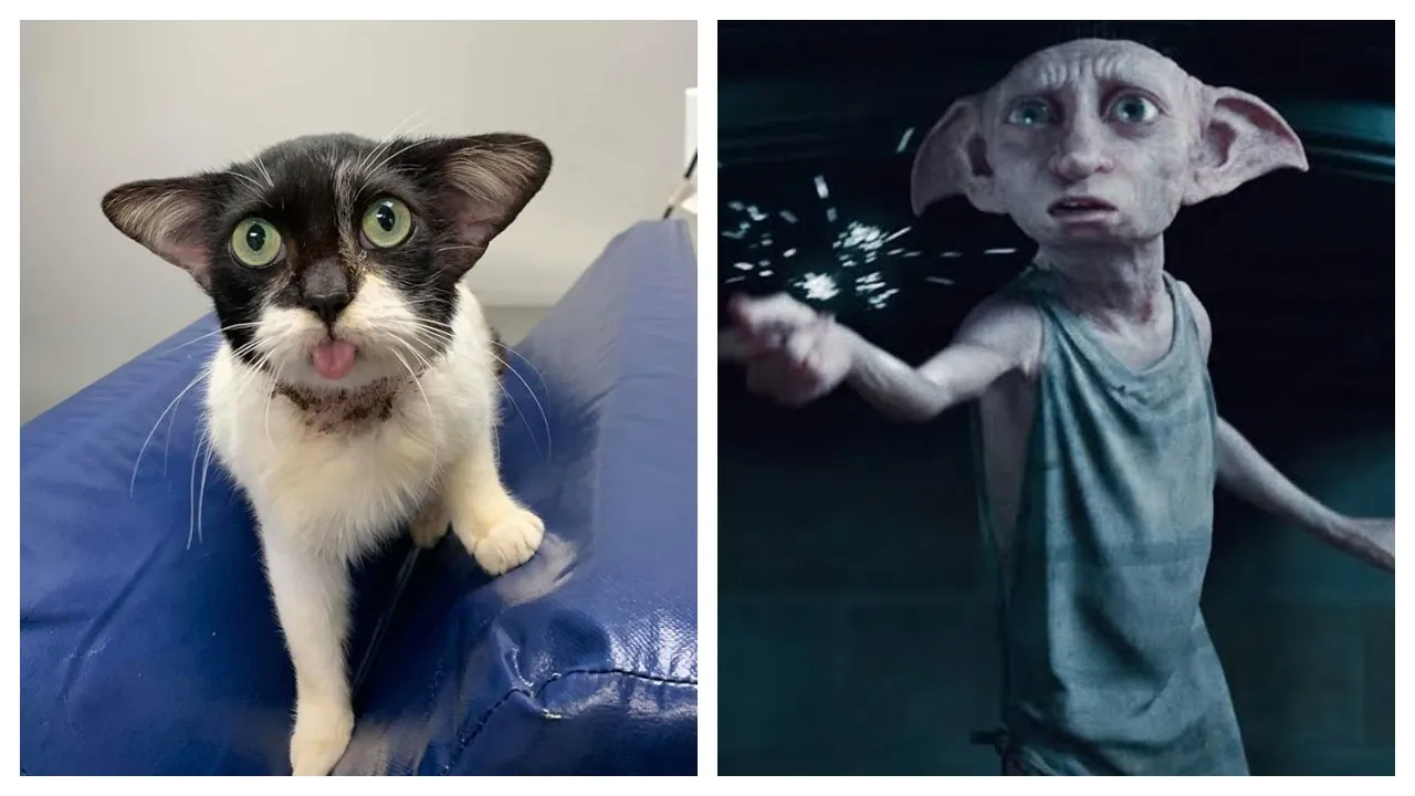 Baby Yoda Or Harry Potterâ€™s Dobby? Cat Divides Internet With Her Cartoonish Face