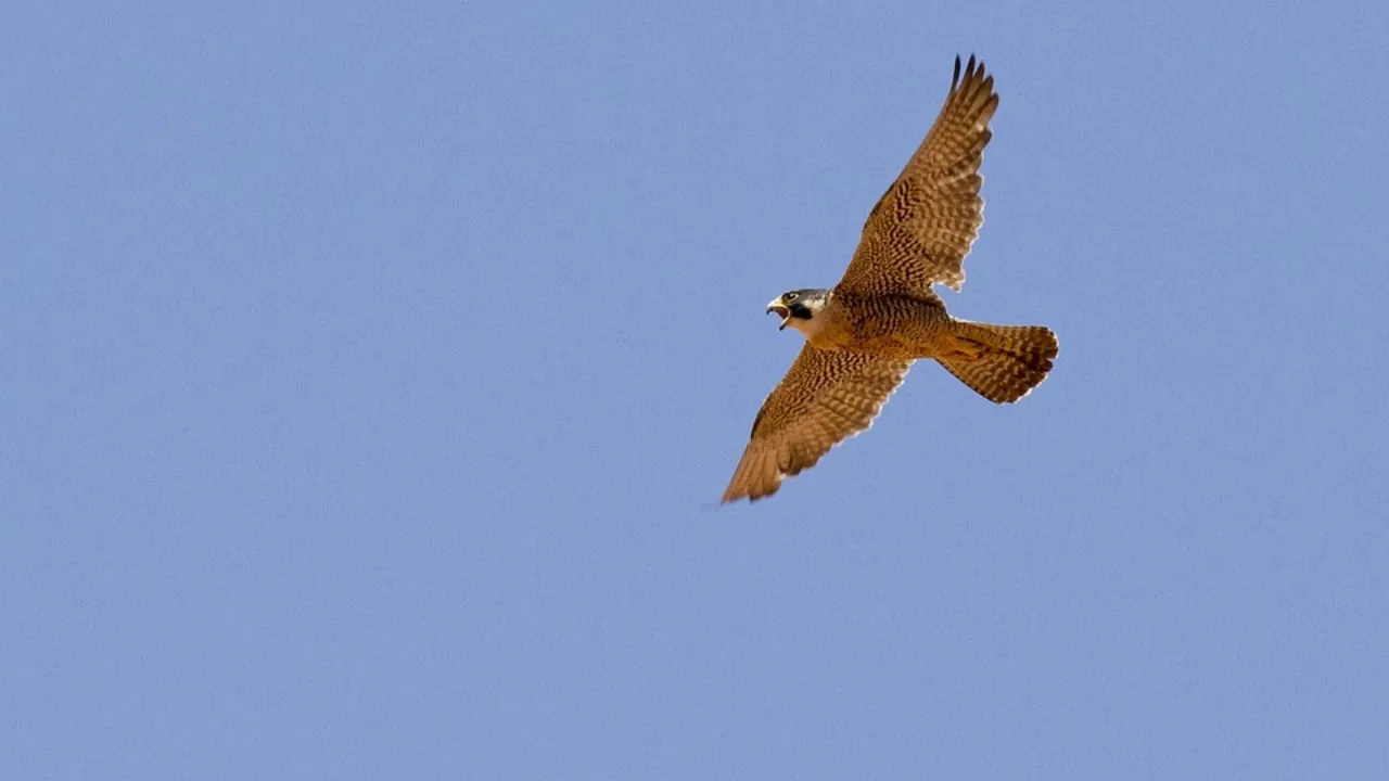 Peregrine Falcon Has Fastest Vision Speed, Claims Study