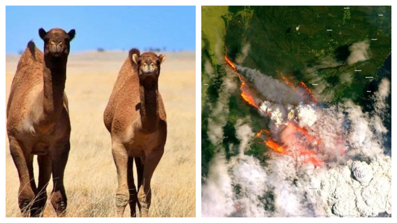 In A Devastating Decision, Australia To Kill Over 10,000 Camels Because They Drink â€˜Too Much Water'