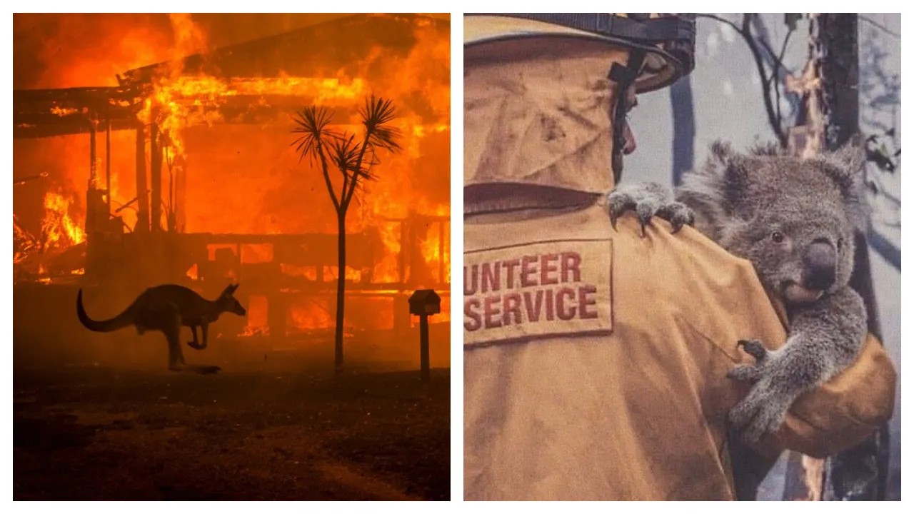 A Staggering 1 Billion Animals Now Feared Dead In Australia Bushfires