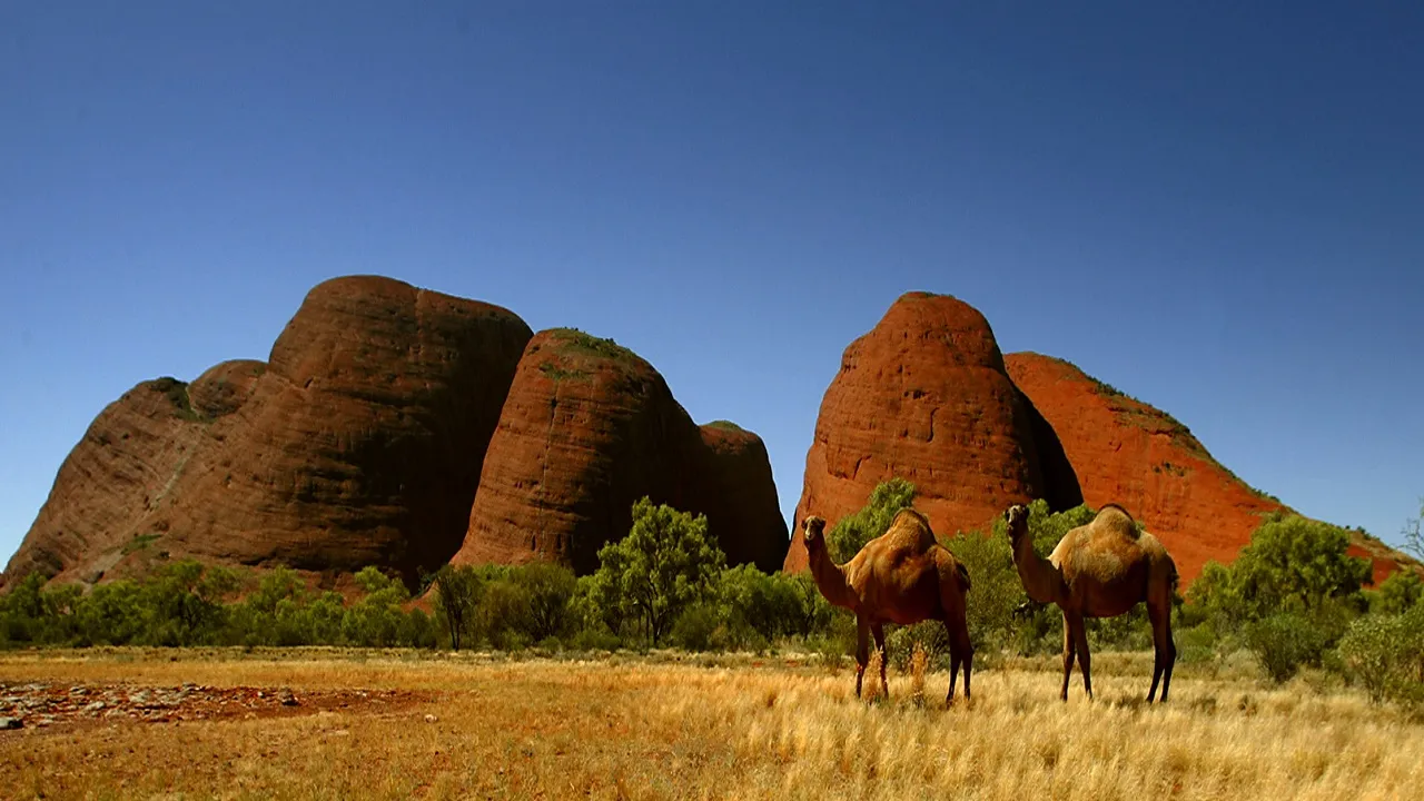 Amid Fire Ripping Through Forests, 10, 000 Camels To Be Killed In Australia