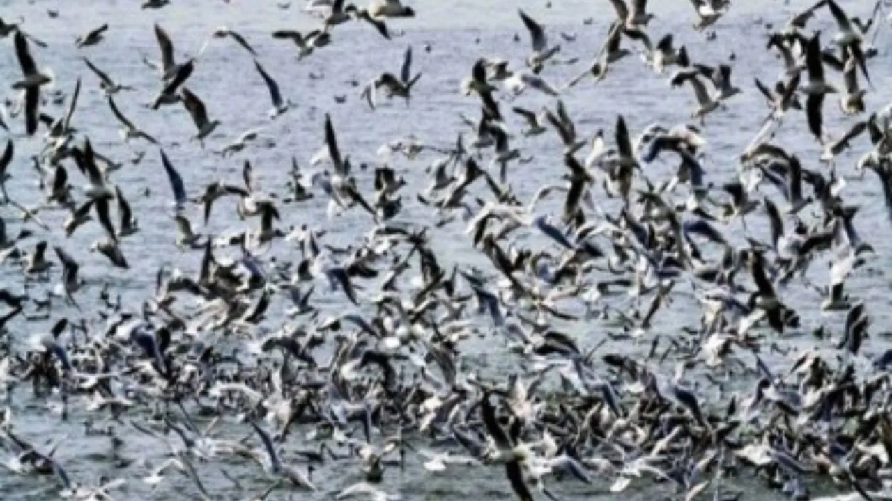 Extreme Heatwave 'Blob' Killed Over Million Birds In Pacific: Research