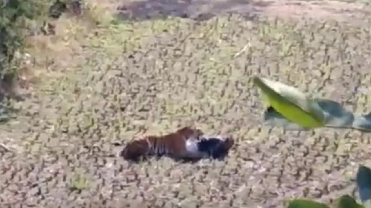 Man Plays Dead To Save Himself From Tiger