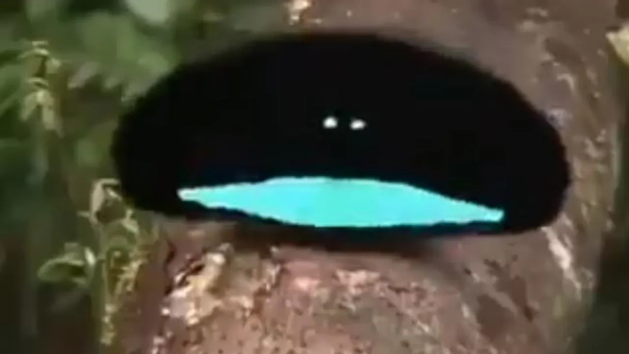 Mating Dance