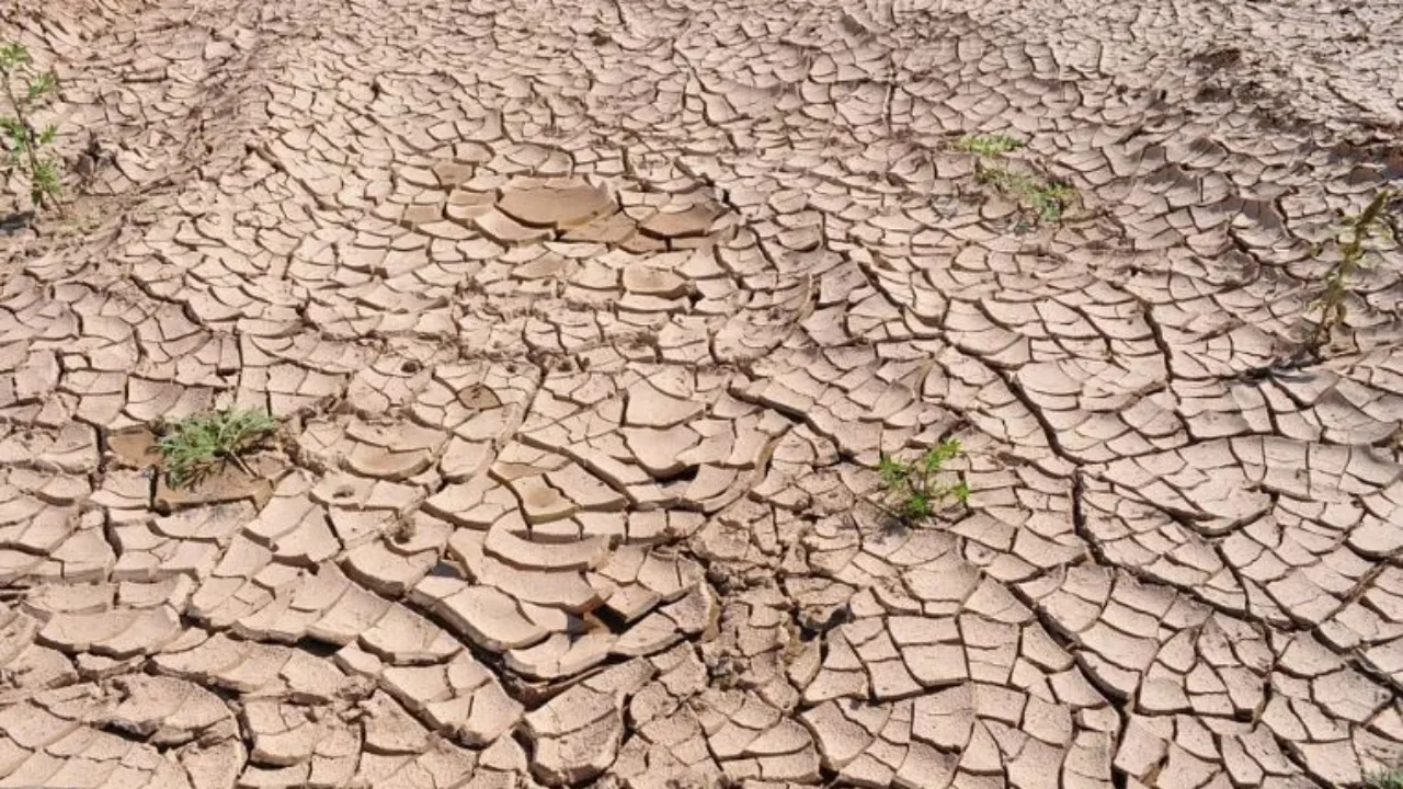 Plants & Animals extinction