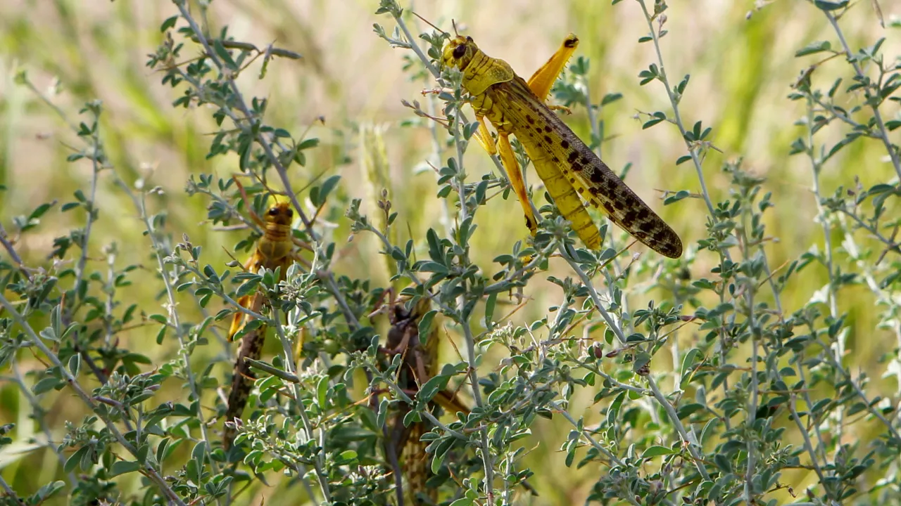 Locusts