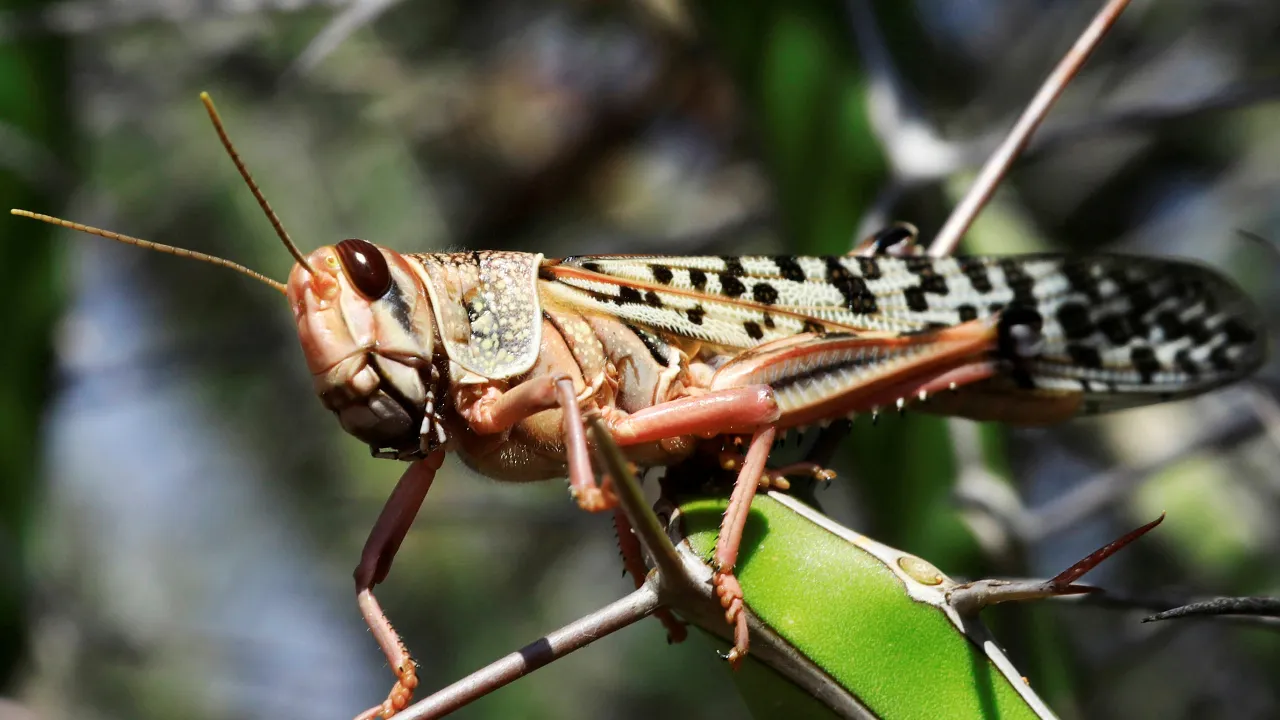 Locust