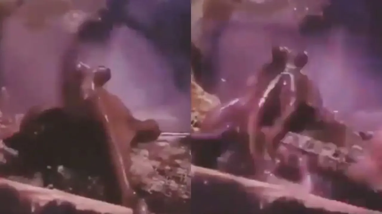 octopusmain1
