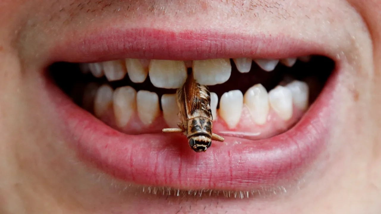Insect Butter reuters