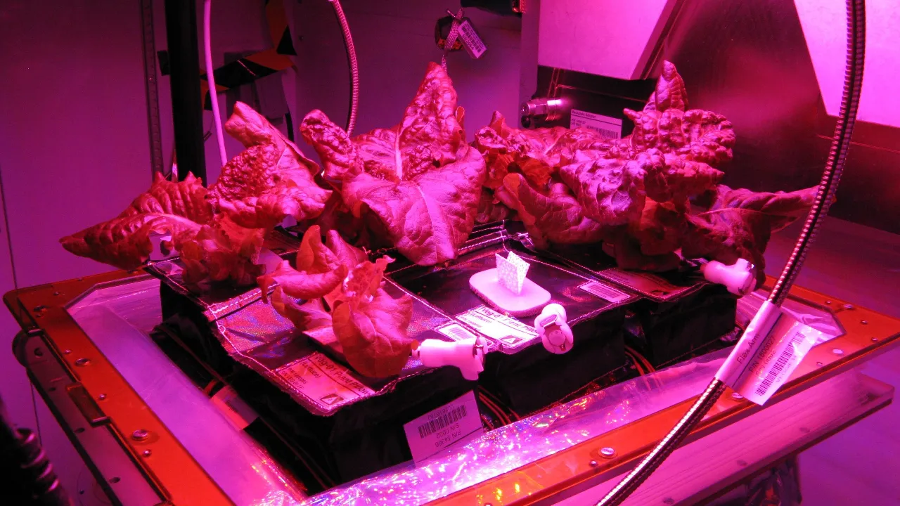 Lettuce space