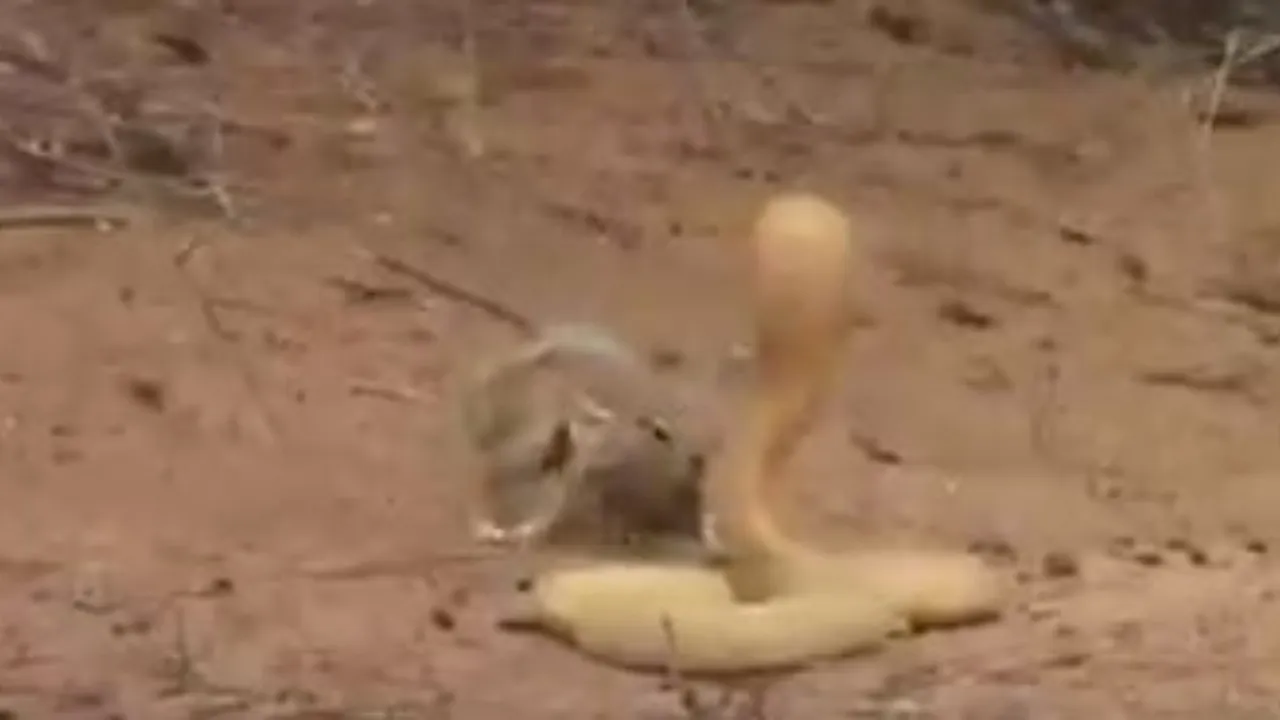 snake