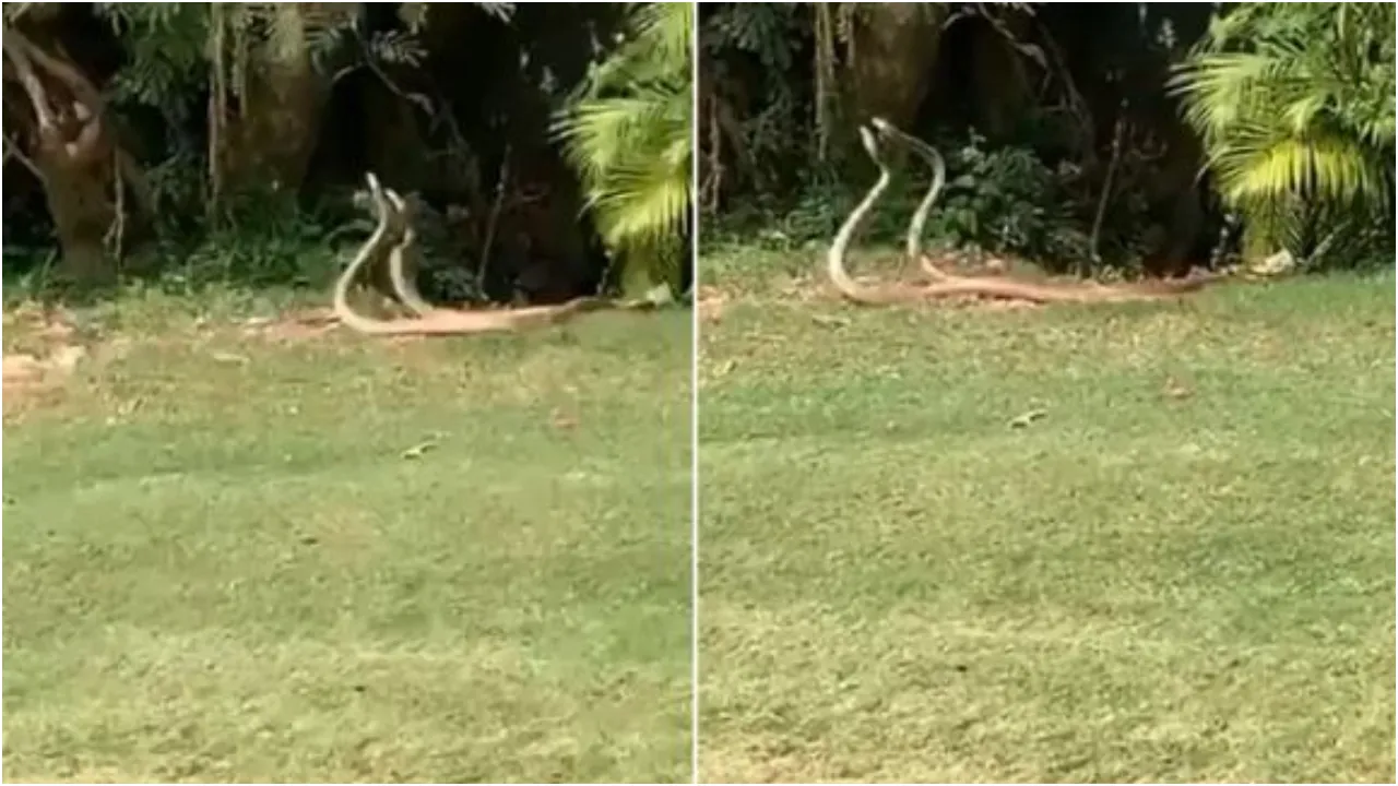 snakemain1  1