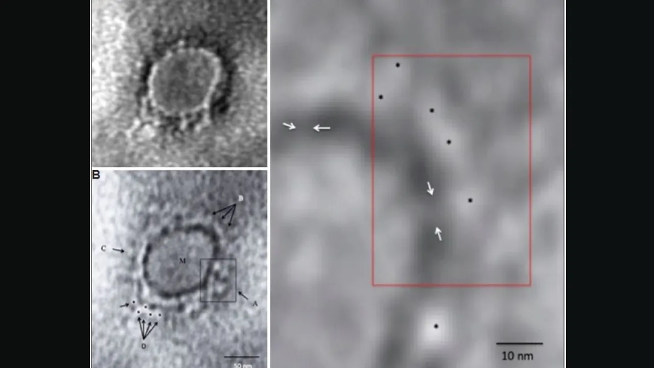 Coronavirus image