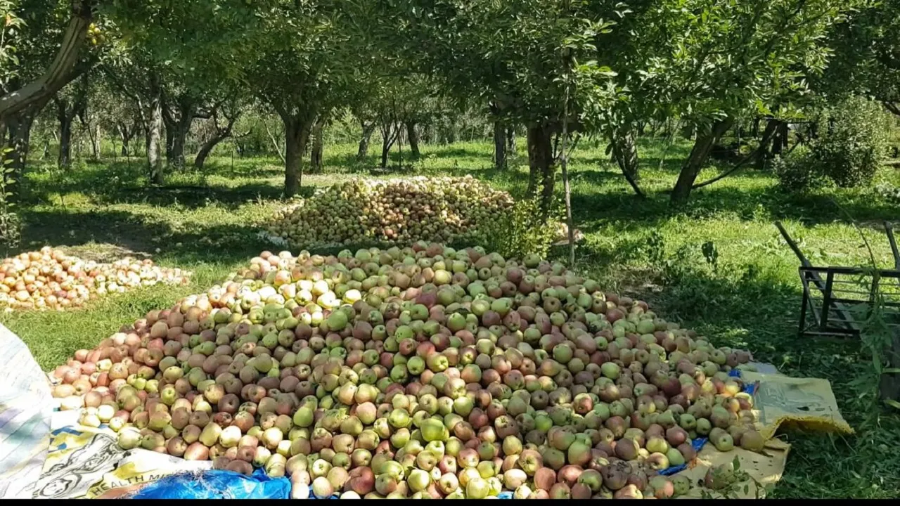 Apple Garden