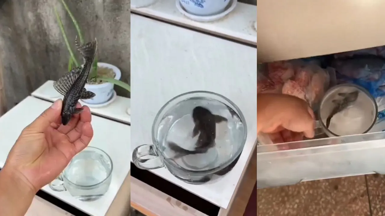 viral fish video