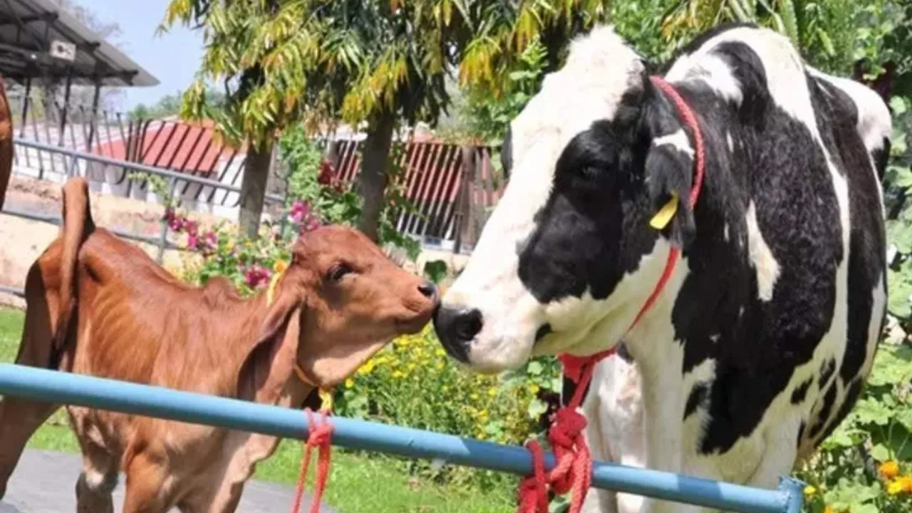 indigenous cows and Rajya Mata in maharashtra