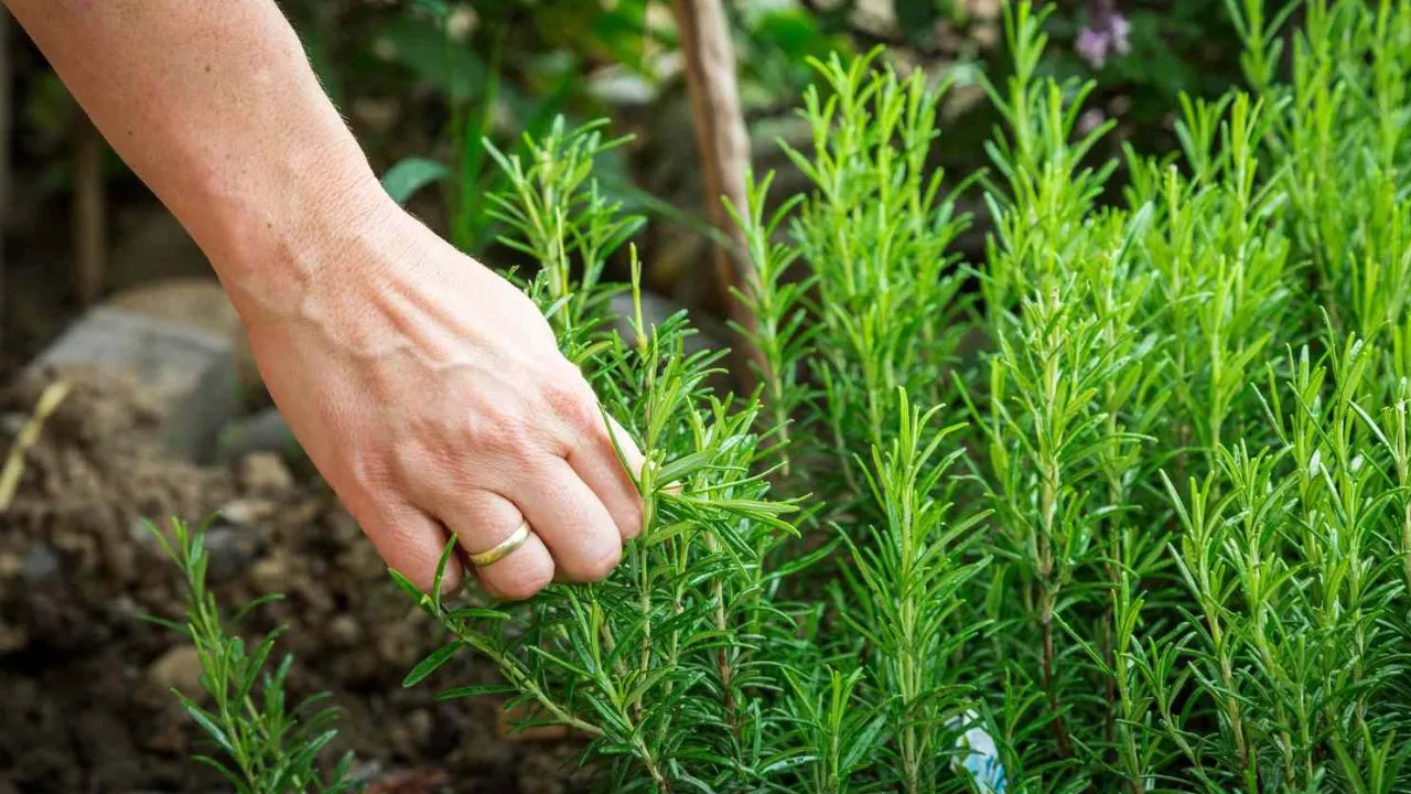 plant
