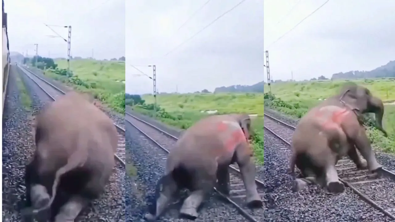 Viral Wildlife Video