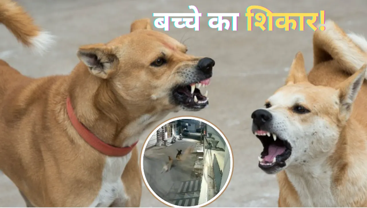 dog attack