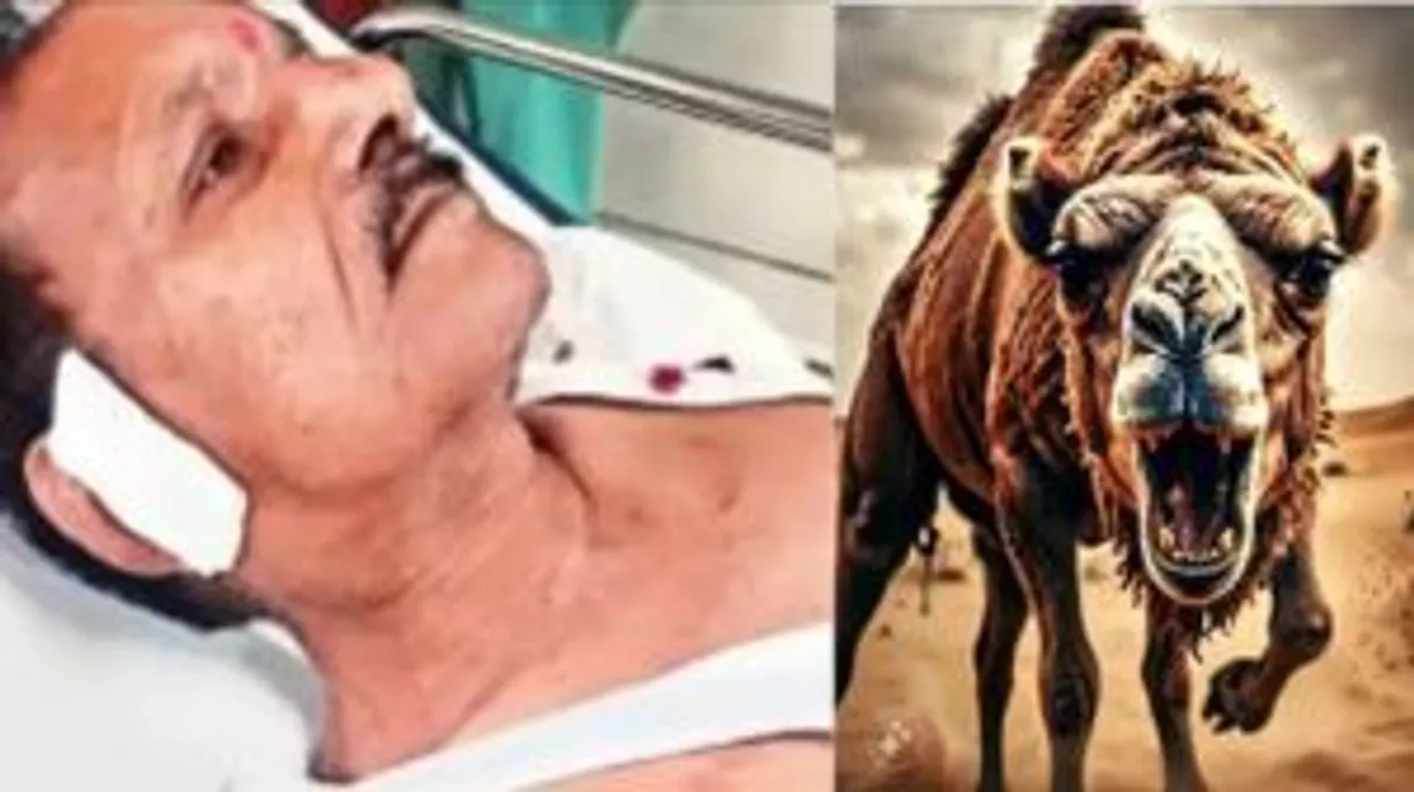 camel attack on men