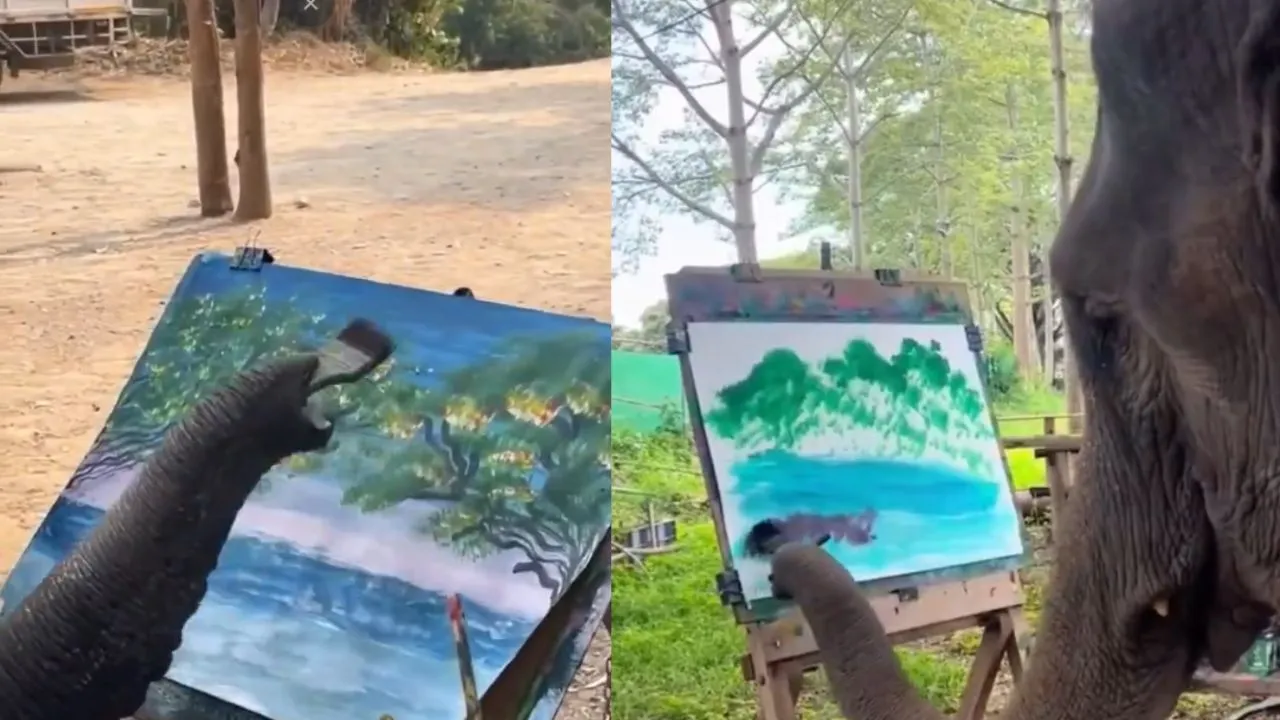 elephant video