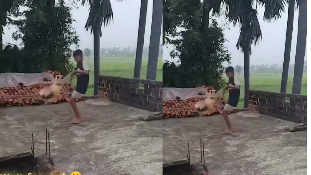 monkey attack video
