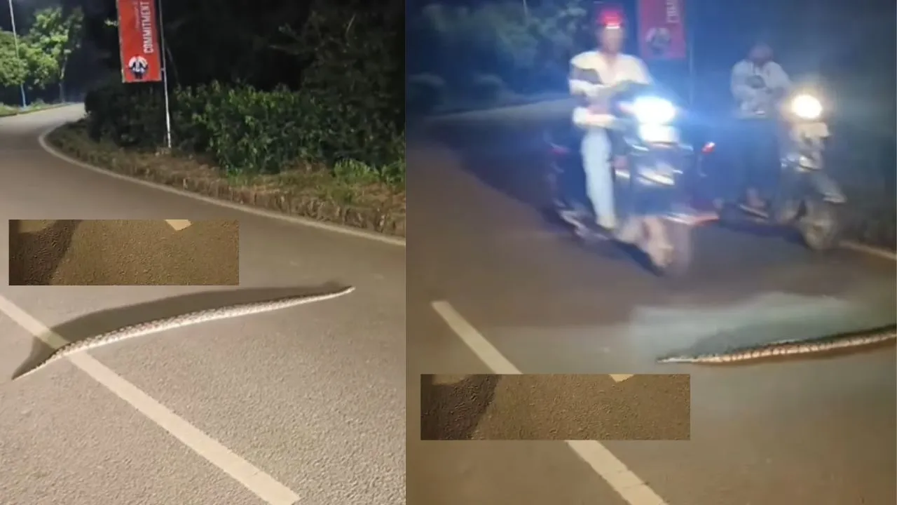 snake python attack