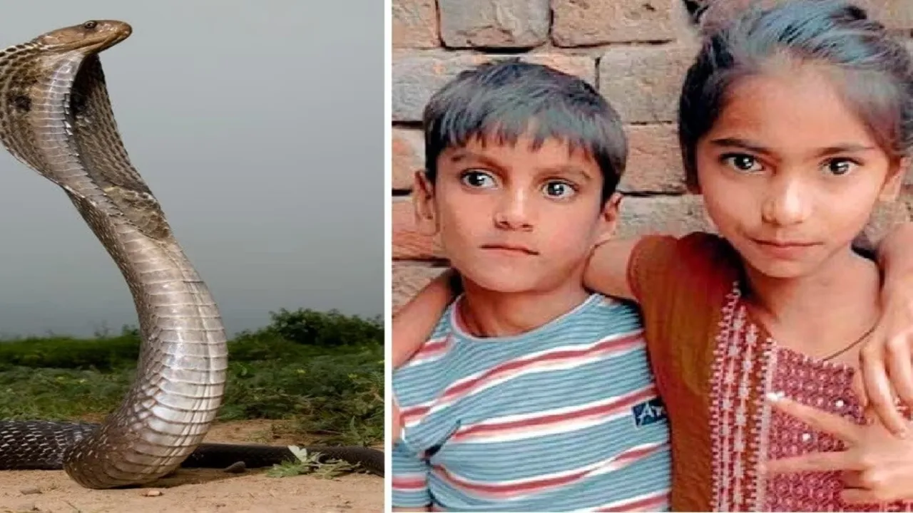 Amroha snake bite