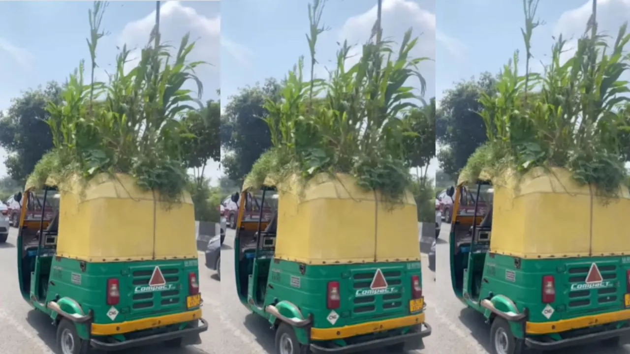 auto farming viral video social media