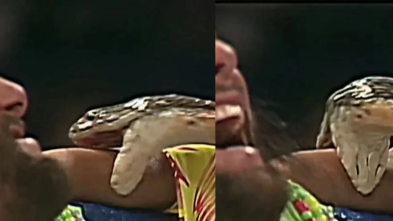www video snake attack