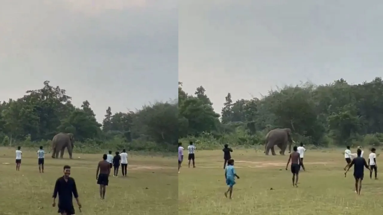 viral elephant playing footbal