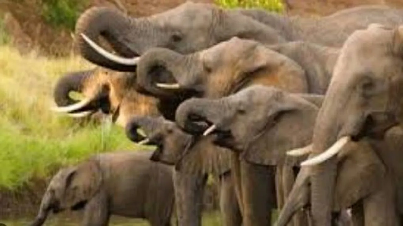 elephant died