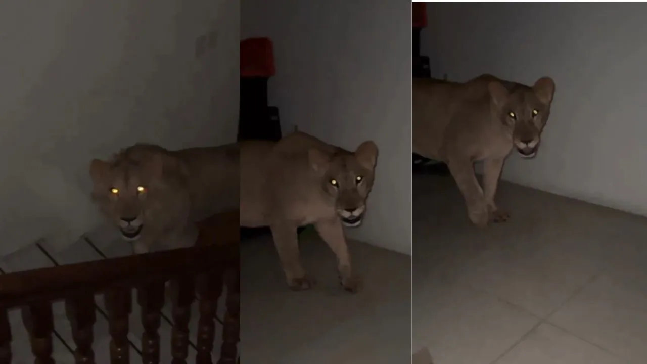 viral lion video...