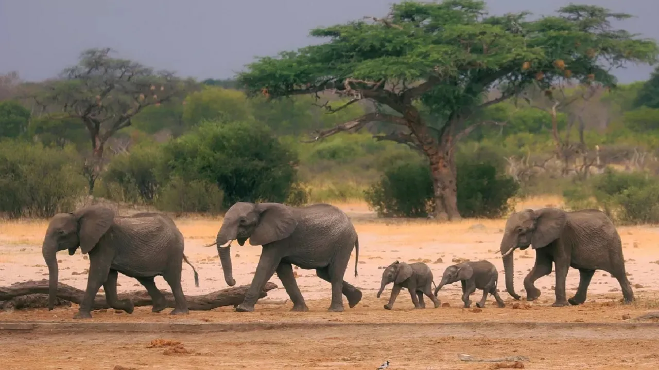 Elephant
