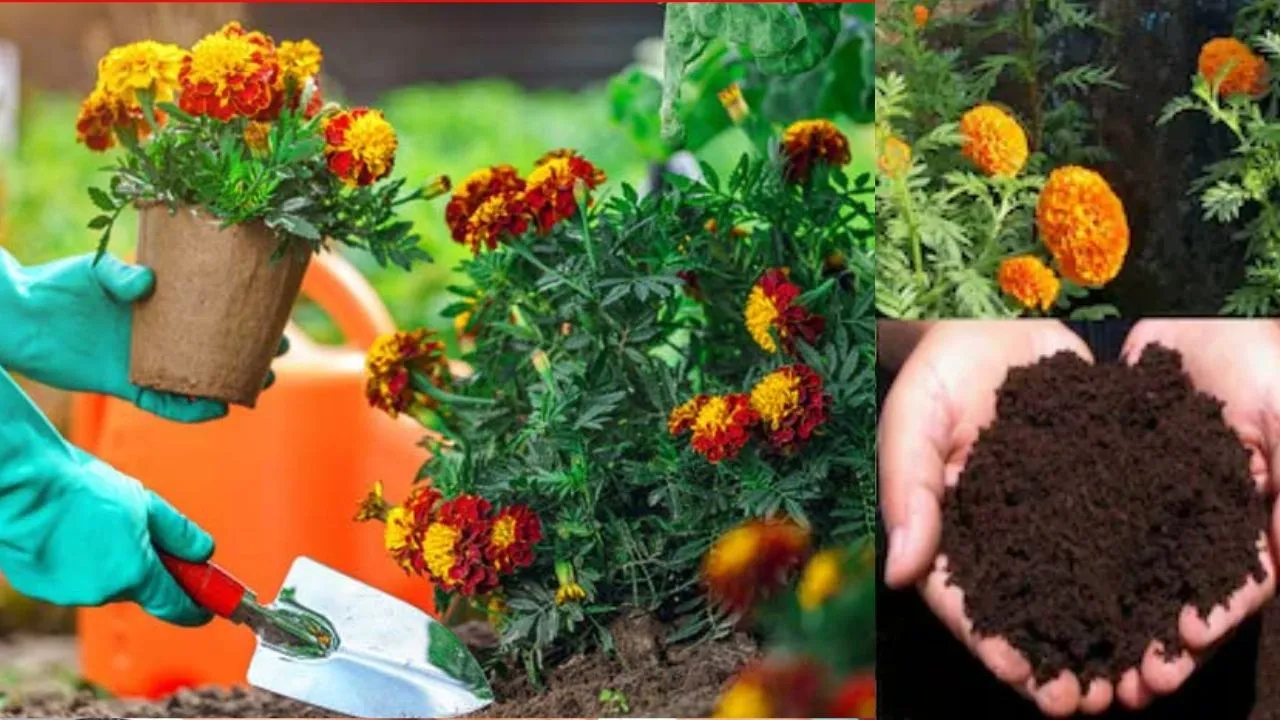 Gardening Tips (1)